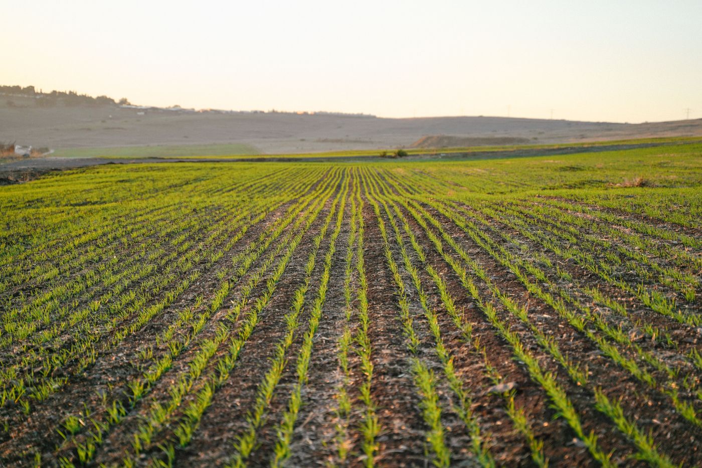 Real photograph of green crop rows in soft warm light without sun glare